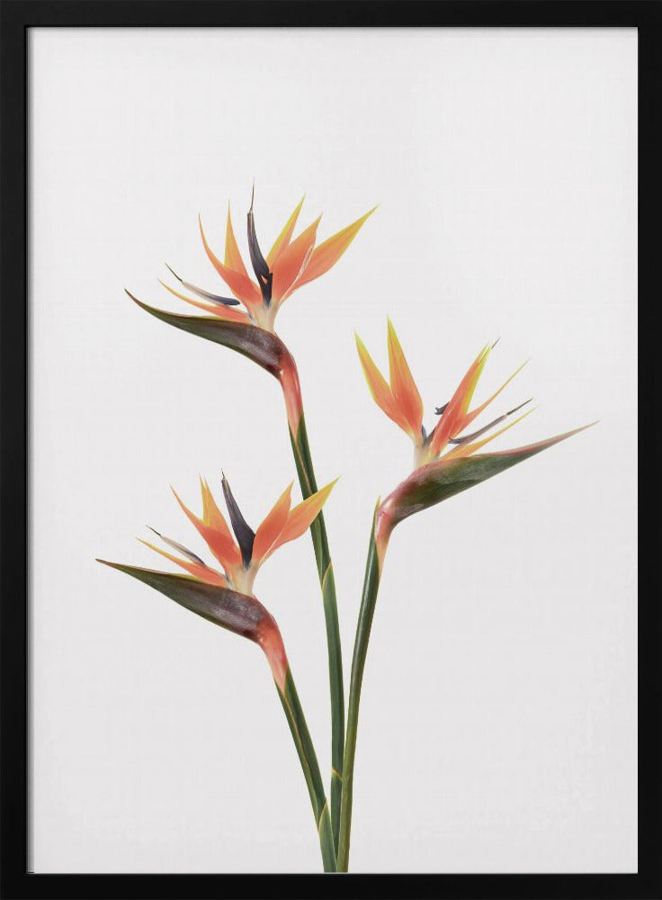 Birds of Paradise | Poster