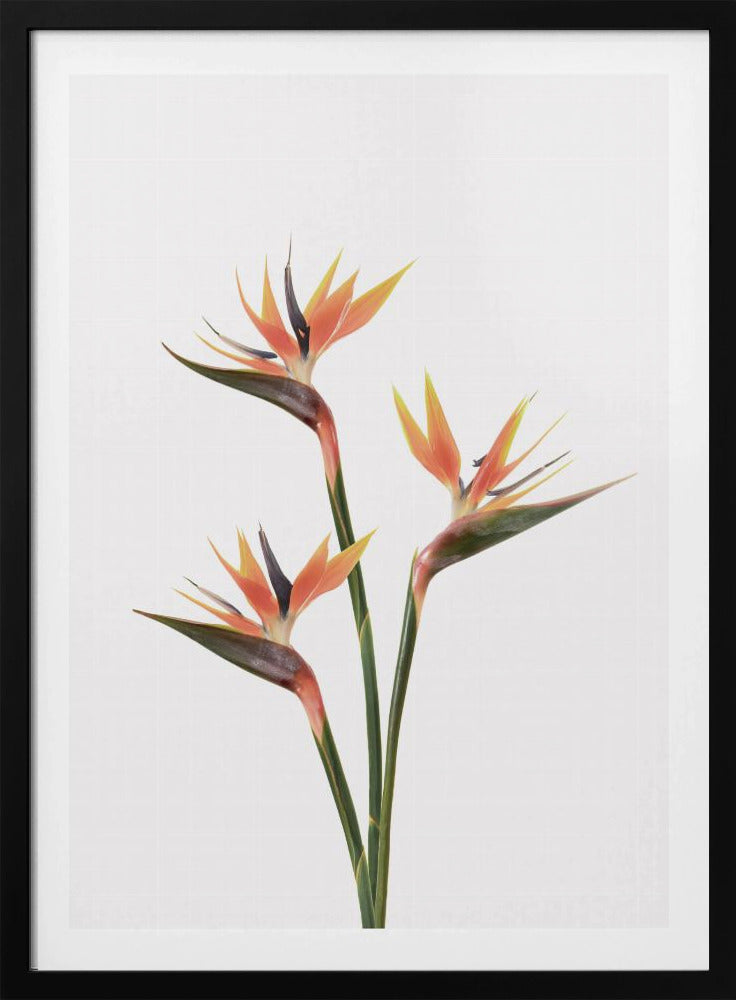 Birds of Paradise | Poster