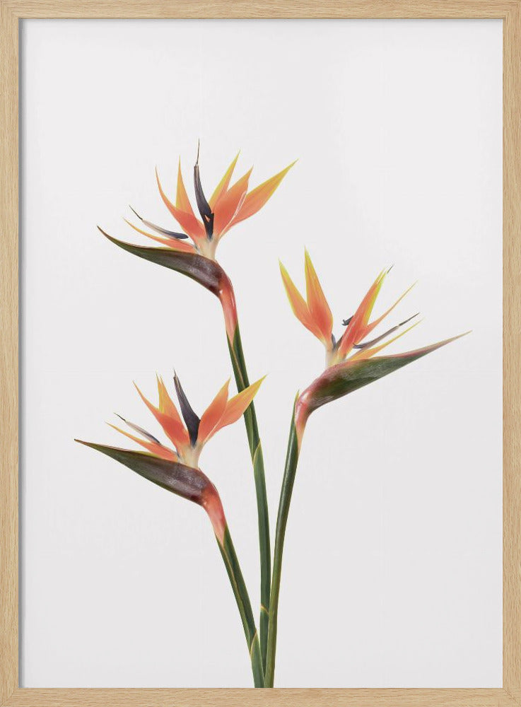 Birds of Paradise | Poster