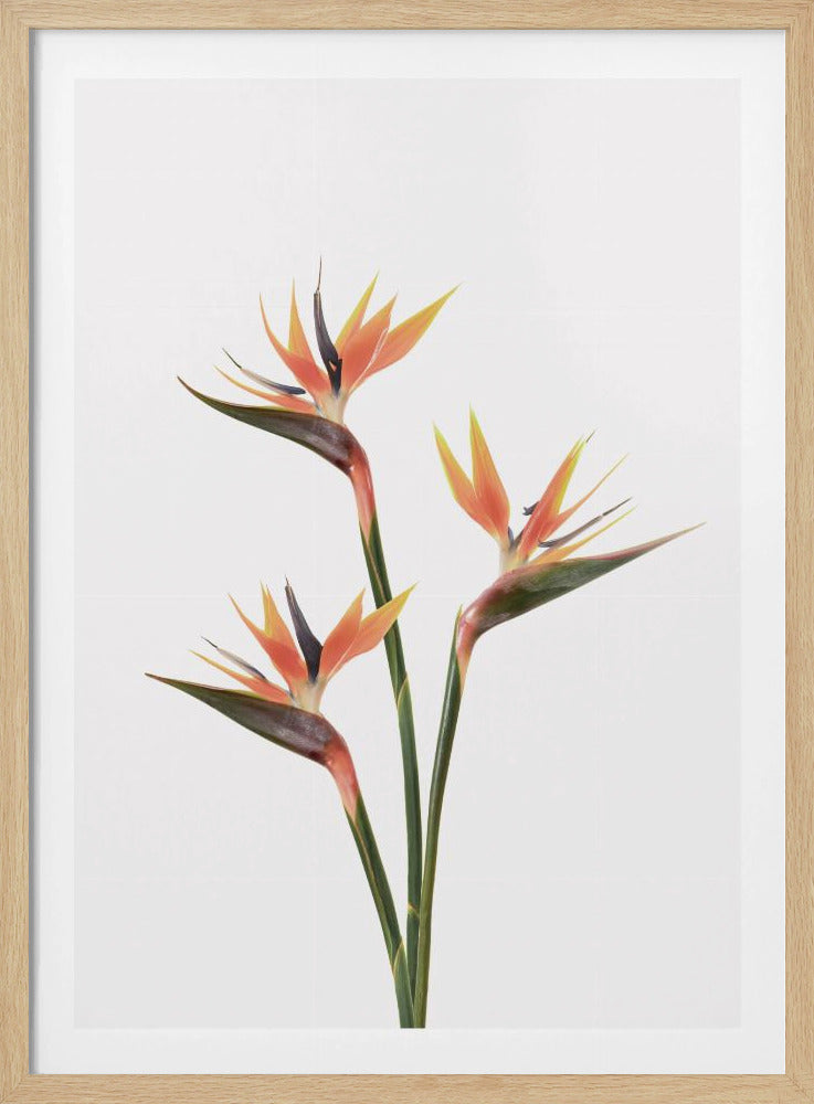 Birds of Paradise | Poster