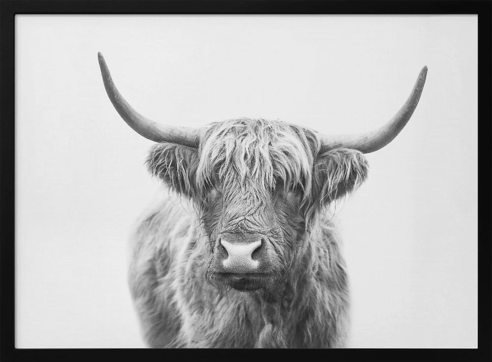 Highland Bull | Poster