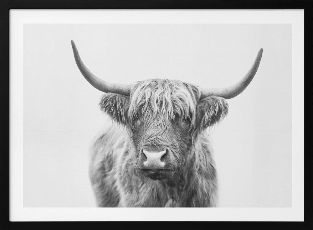 Highland Bull | Poster