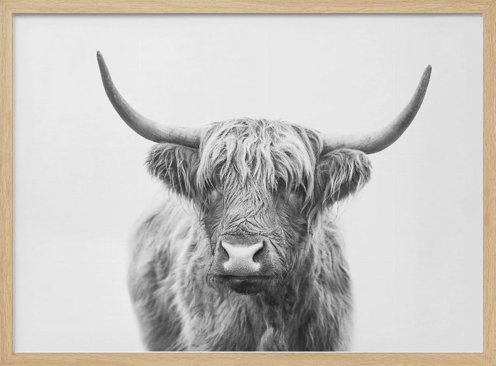 Highland Bull | Poster