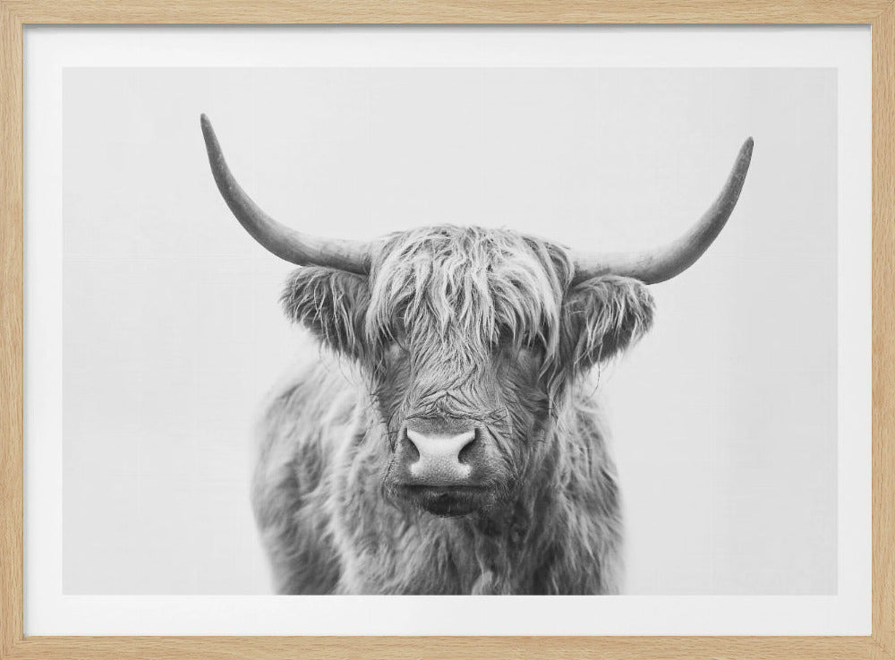 Highland Bull | Poster