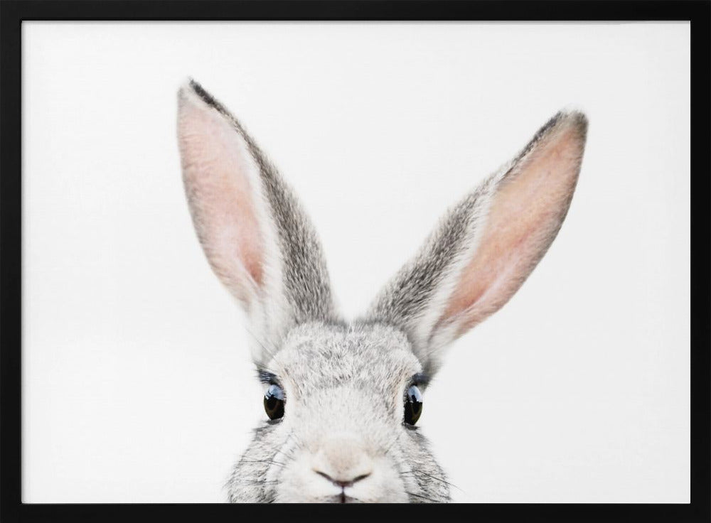 Peeking Bunny | Poster