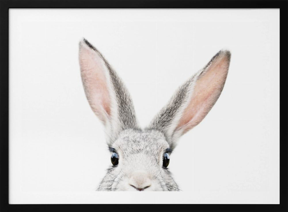 Peeking Bunny | Poster