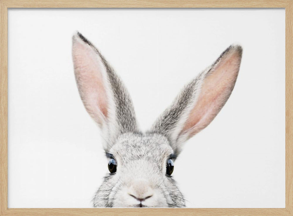 Peeking Bunny | Poster