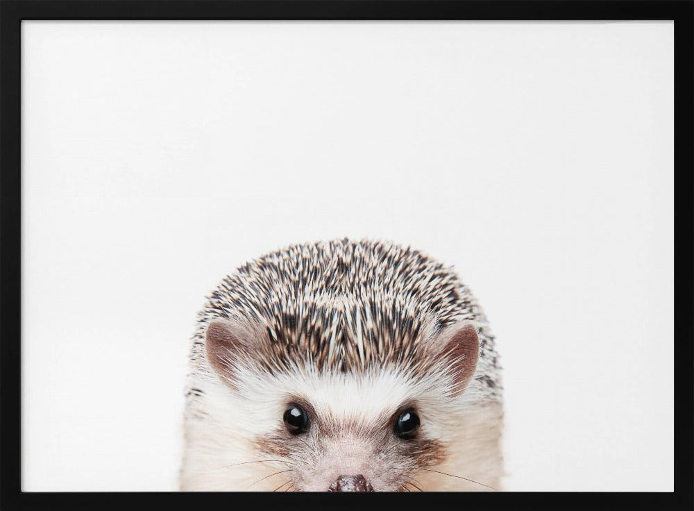 Peeking Hedgehog | Poster