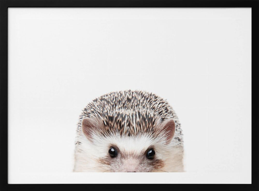 Peeking Hedgehog | Poster