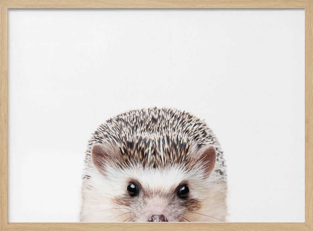 Peeking Hedgehog | Poster