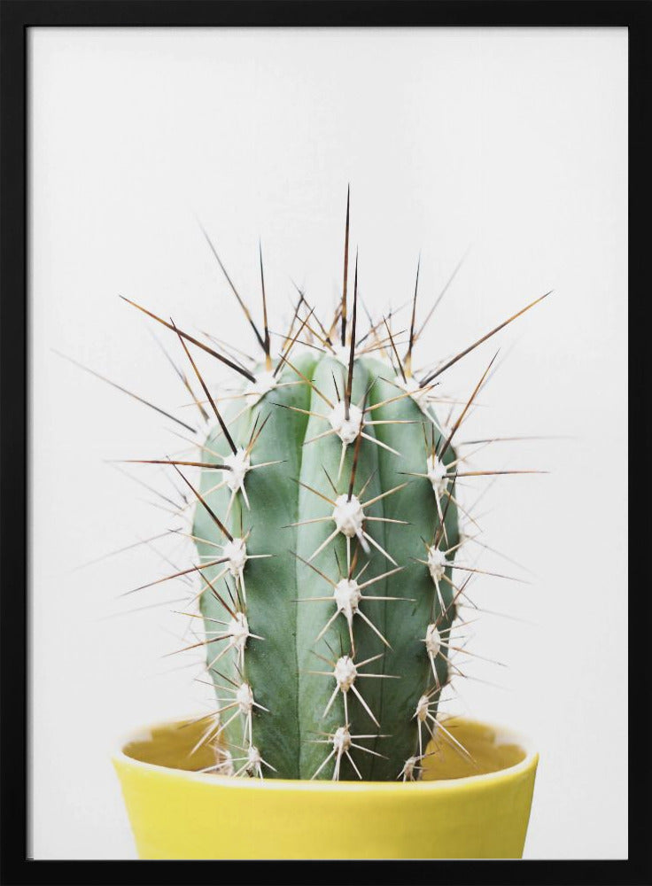 Spikey Cactus | Poster