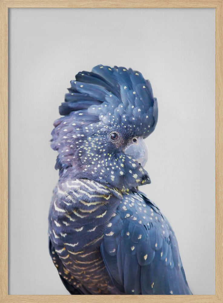 Black Cockatoo | Poster