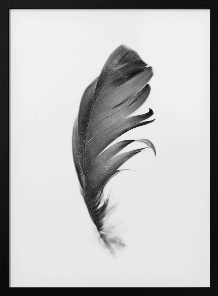 Feather | Poster