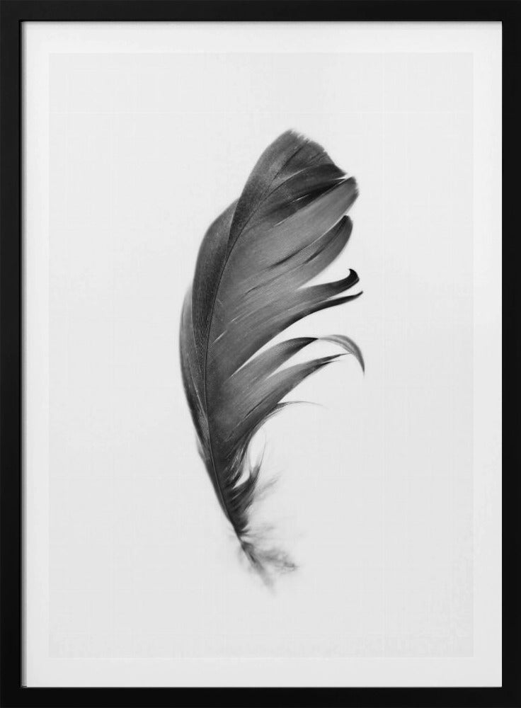 Feather | Poster