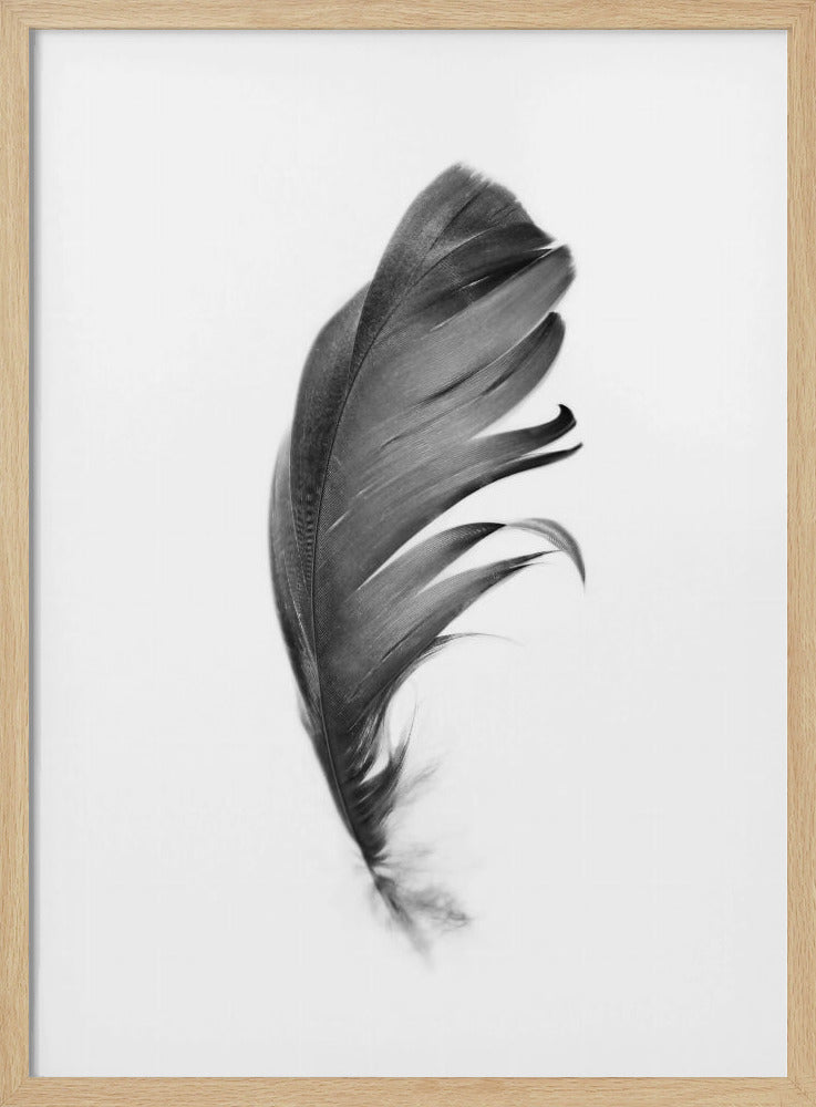 Feather | Poster