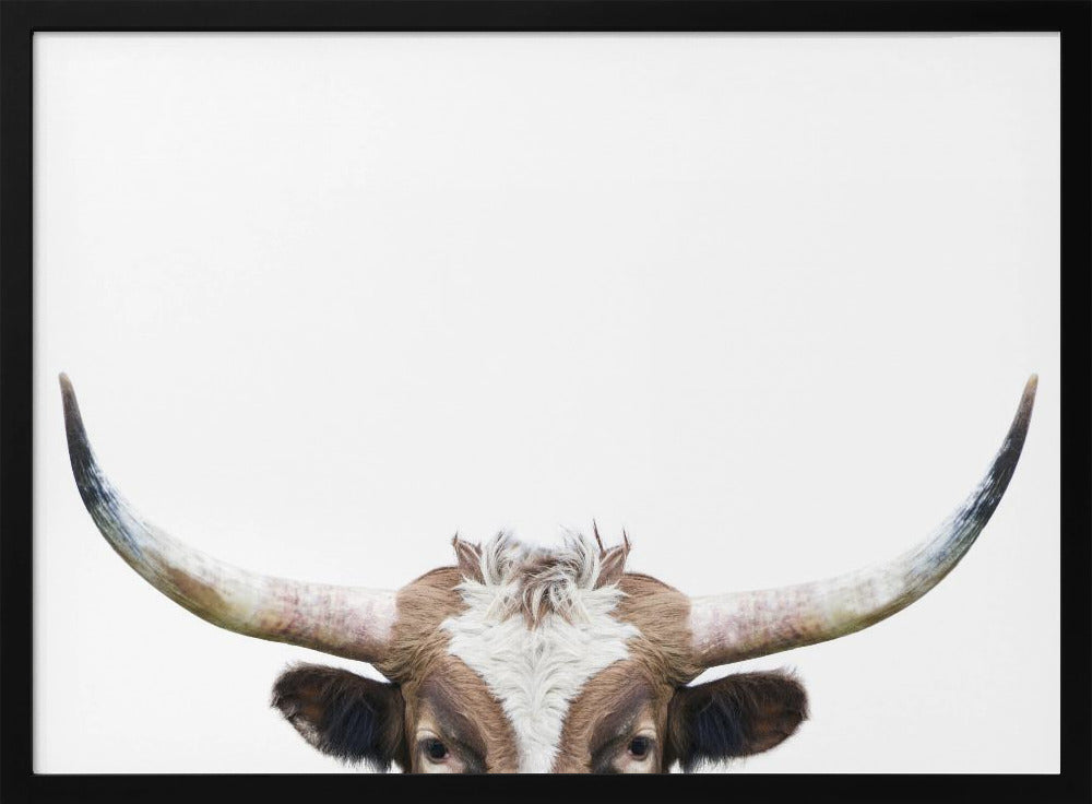 Peeking Longhorn Cow | Poster