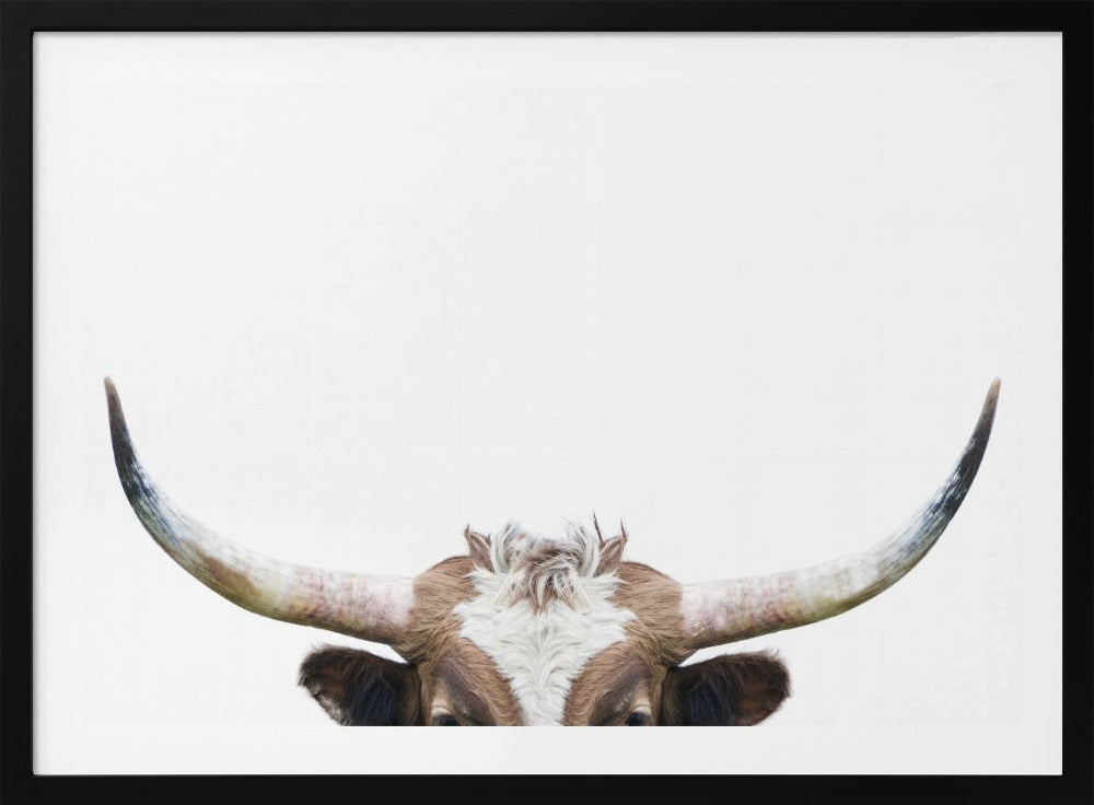 Peeking Longhorn Cow | Poster
