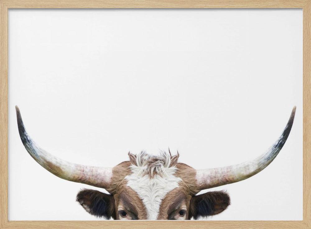Peeking Longhorn Cow | Poster