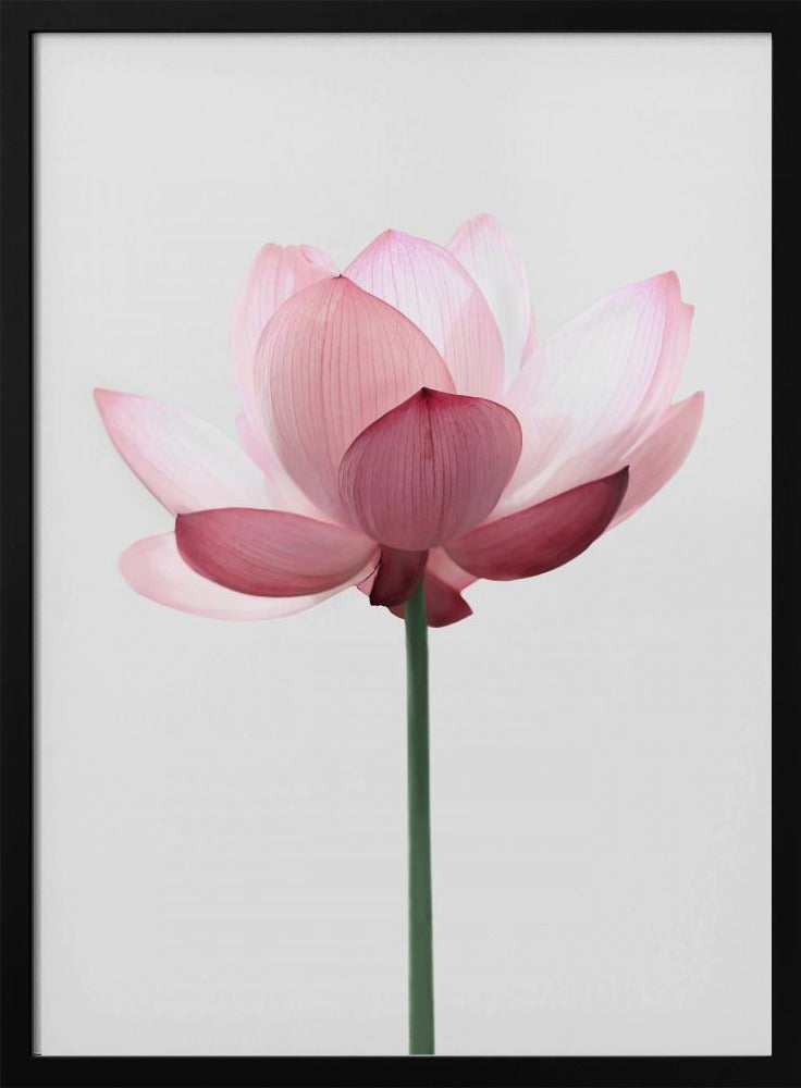 Lotus Flower | Poster