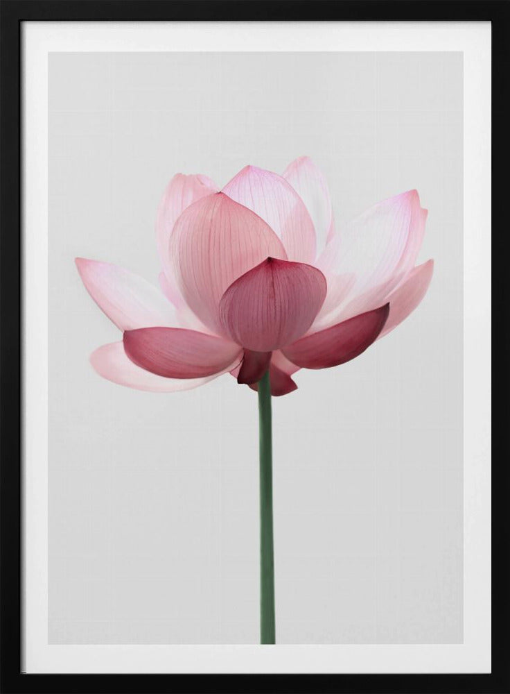 Lotus Flower | Poster
