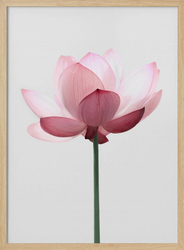 Lotus Flower | Poster