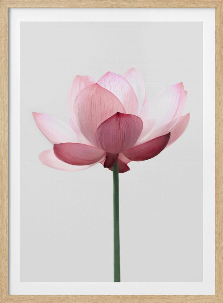 Lotus Flower | Poster