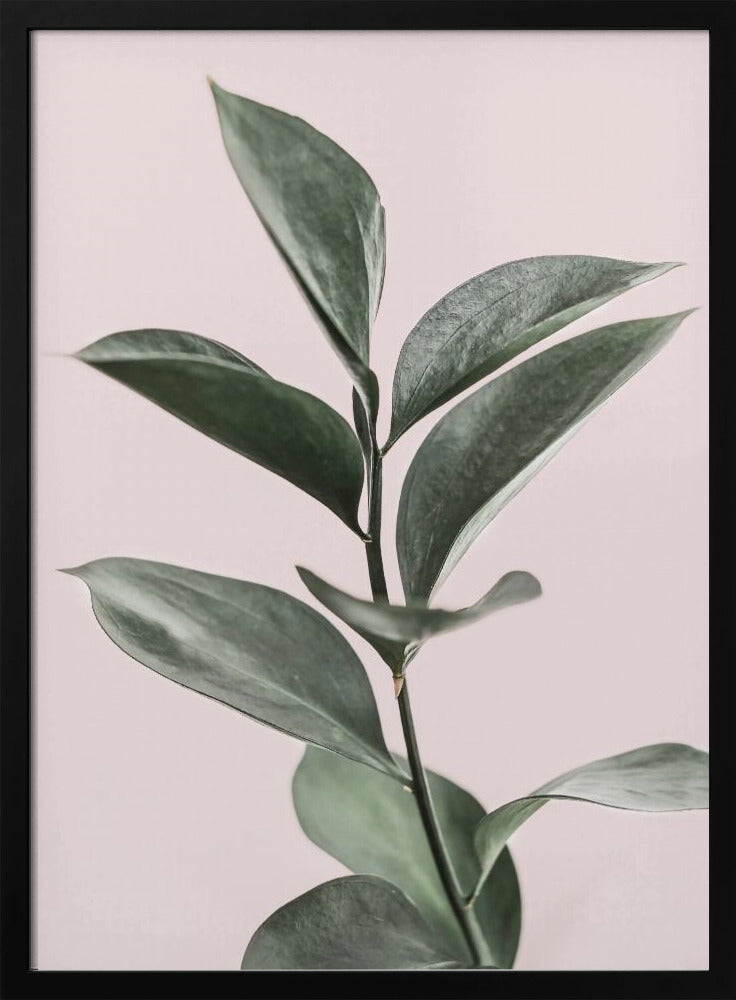 Foliage on Pink | Poster