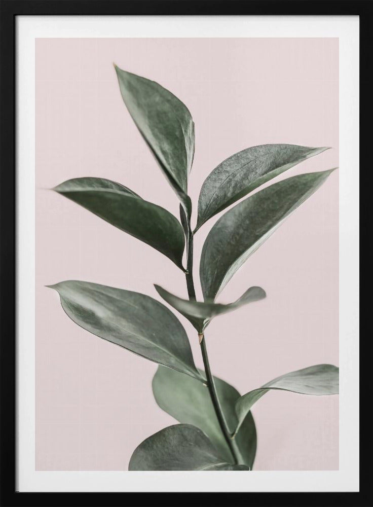 Foliage on Pink | Poster
