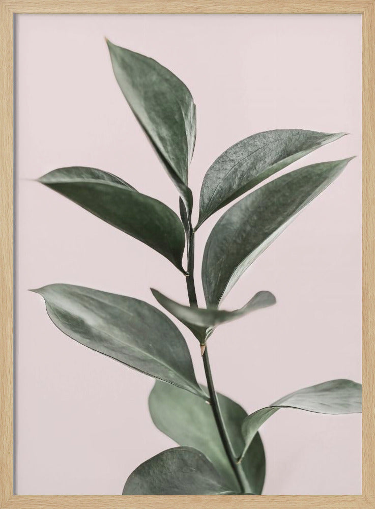 Foliage on Pink | Poster