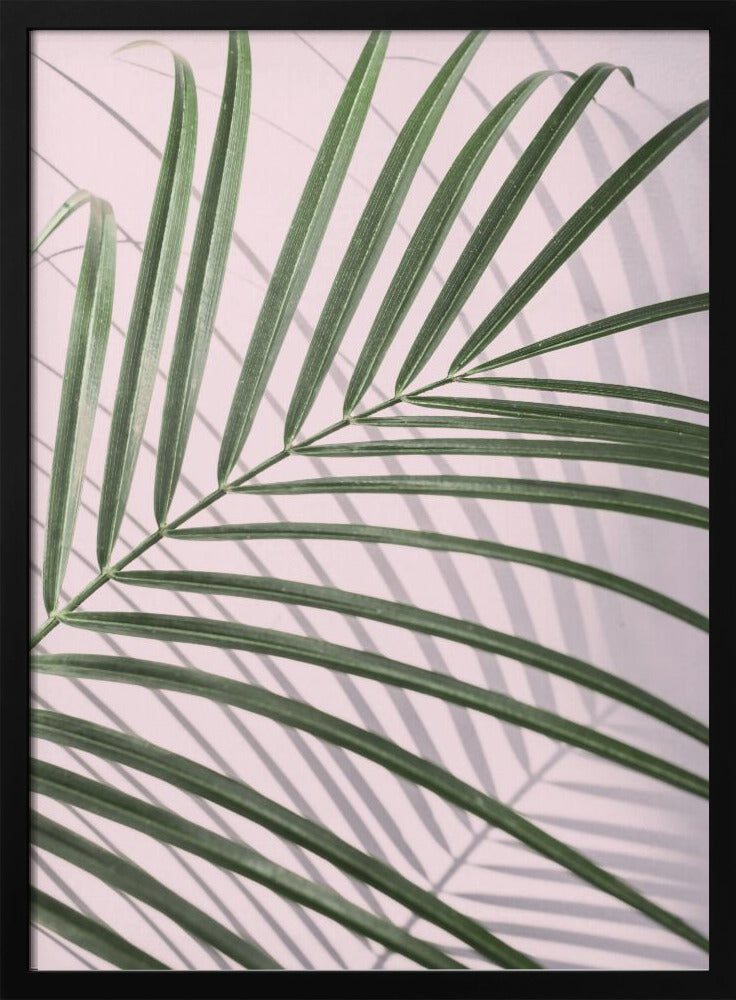Palm Leaf Shadow | Poster