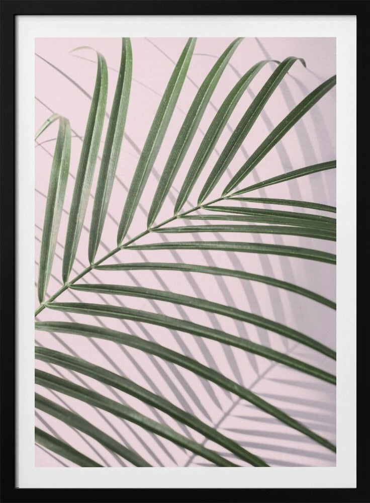 Palm Leaf Shadow | Poster