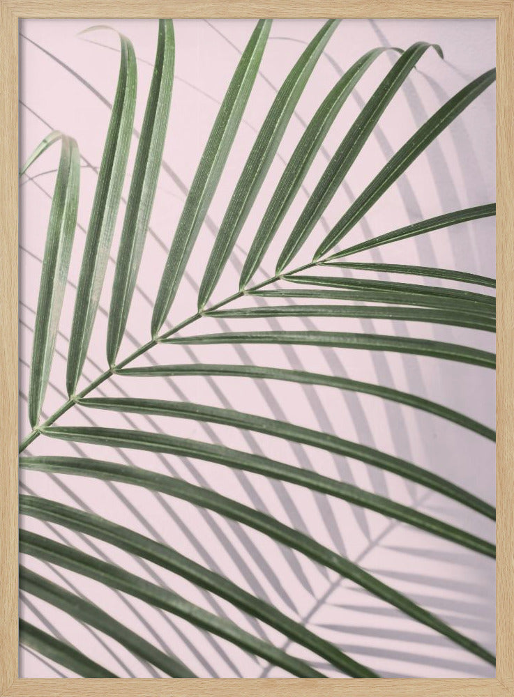 Palm Leaf Shadow | Poster