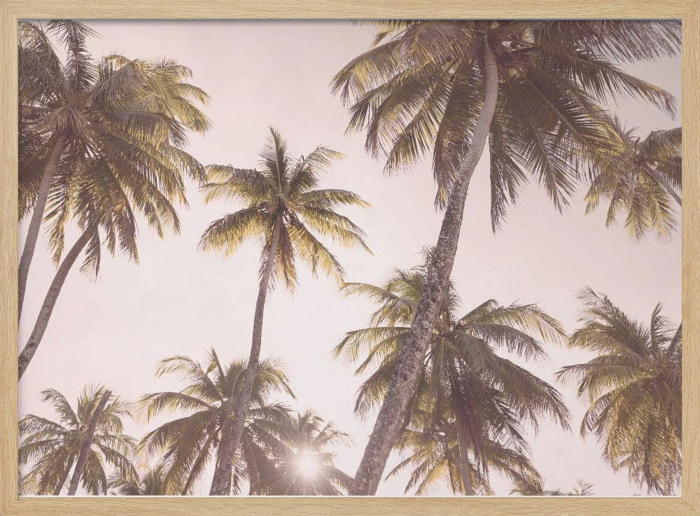 Blush Palm Trees | Poster
