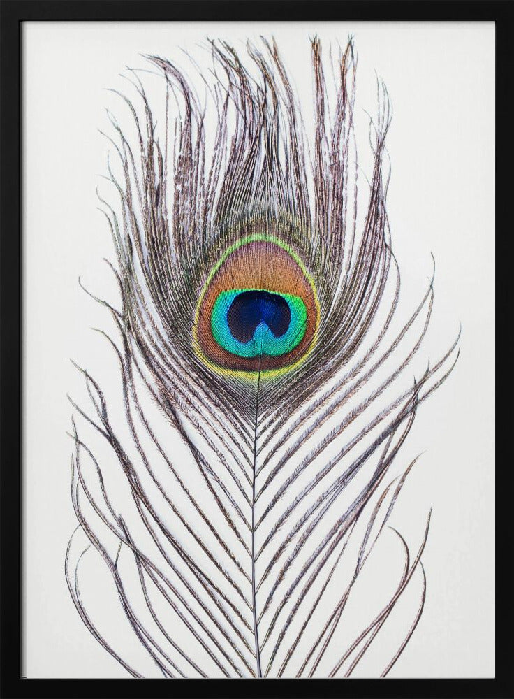 Peacock Feather | Poster