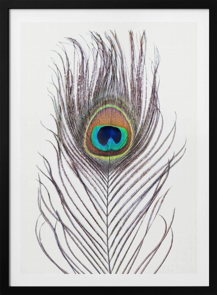 Peacock Feather | Poster
