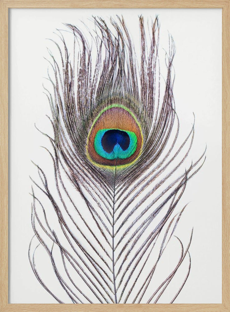 Peacock Feather | Poster