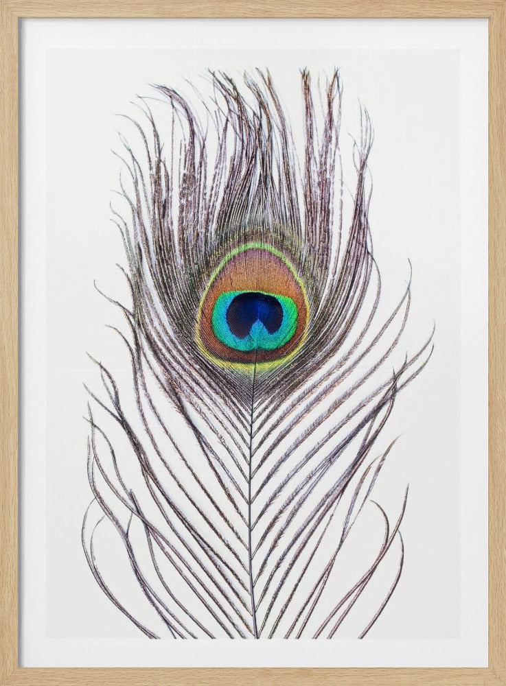Peacock Feather | Poster