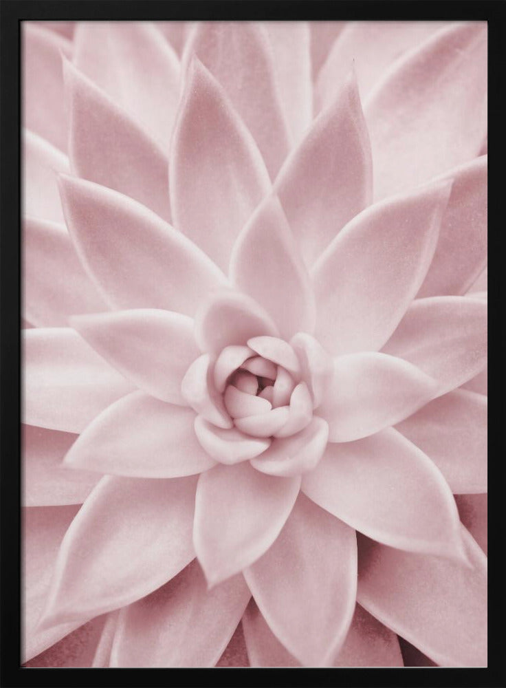 Pink Succulent | Poster