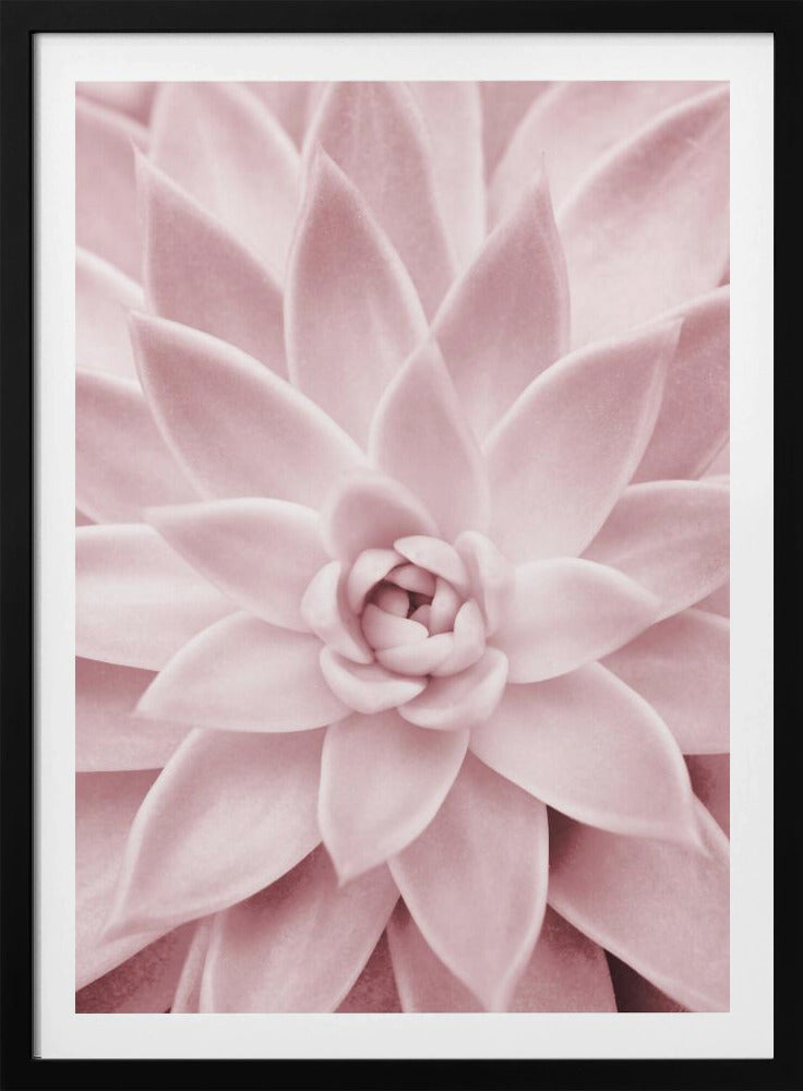 Pink Succulent | Poster
