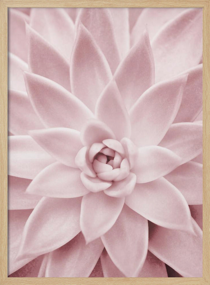 Pink Succulent | Poster