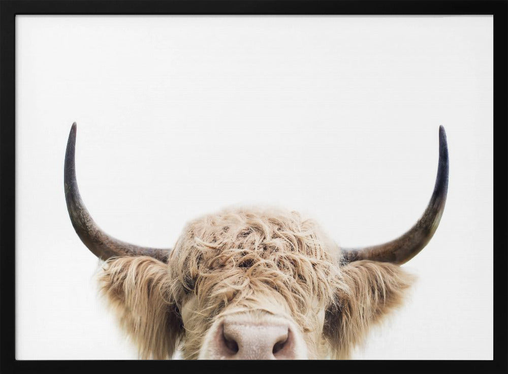 Peeking Cow | Poster