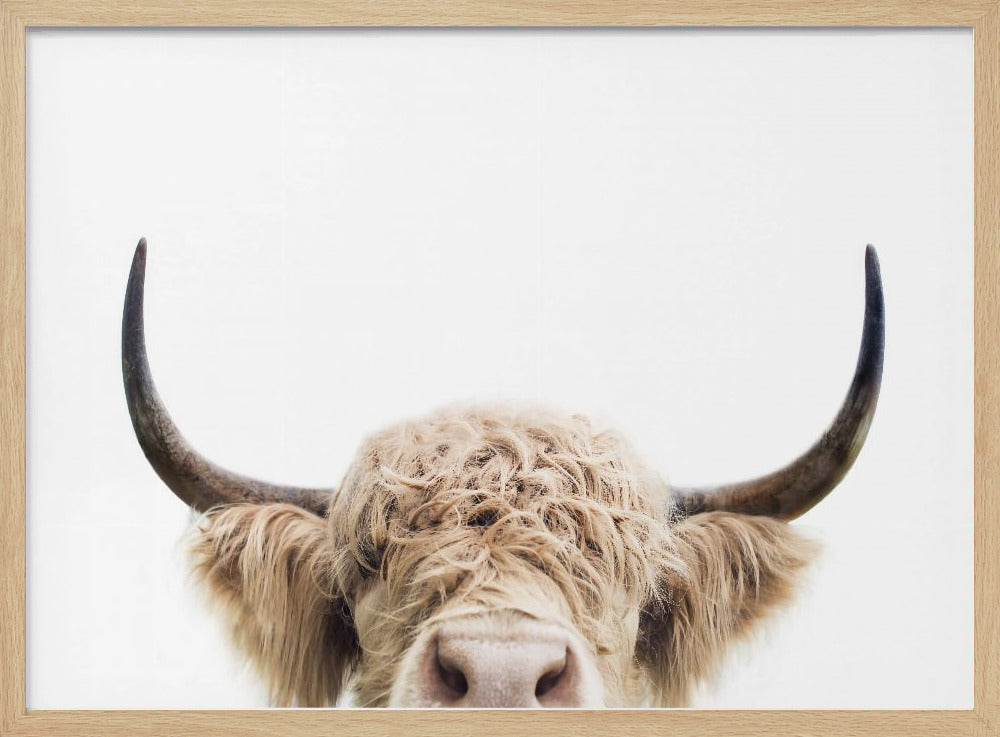 Peeking Cow | Poster
