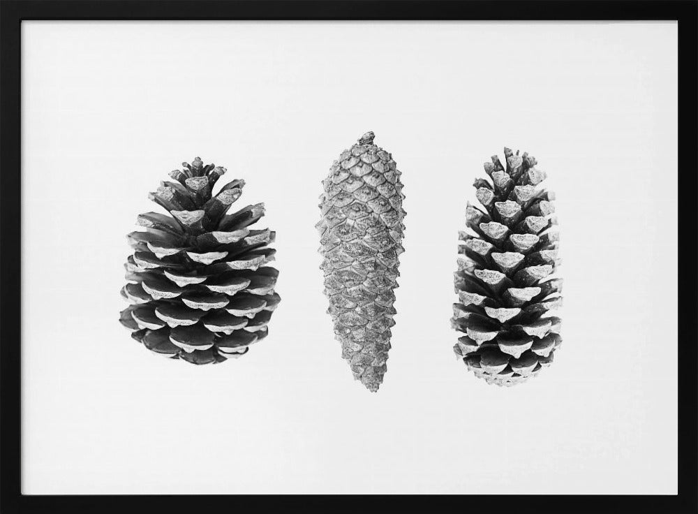 Pine Cone Study | Poster