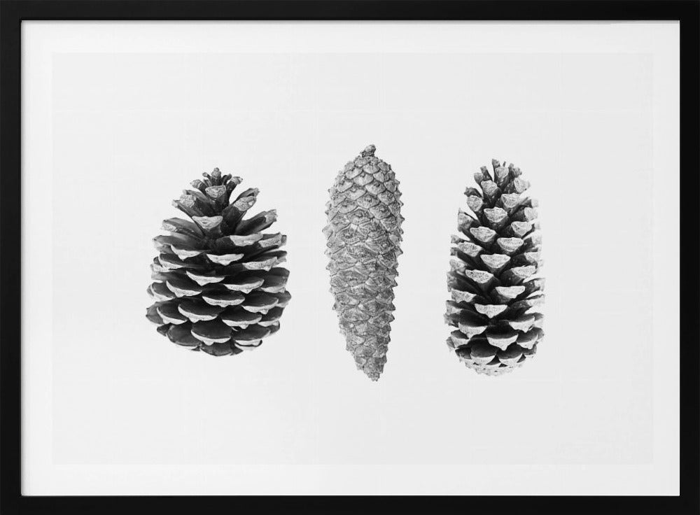 Pine Cone Study | Poster