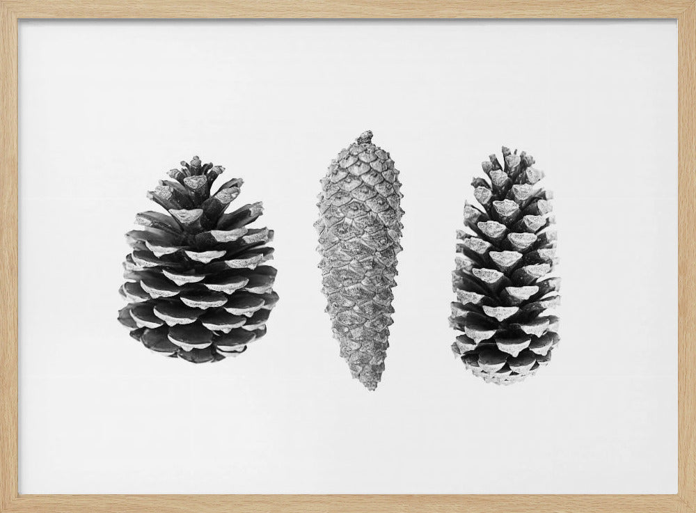 Pine Cone Study | Poster