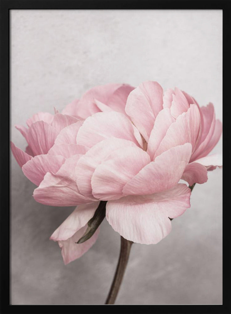 Peony | Poster