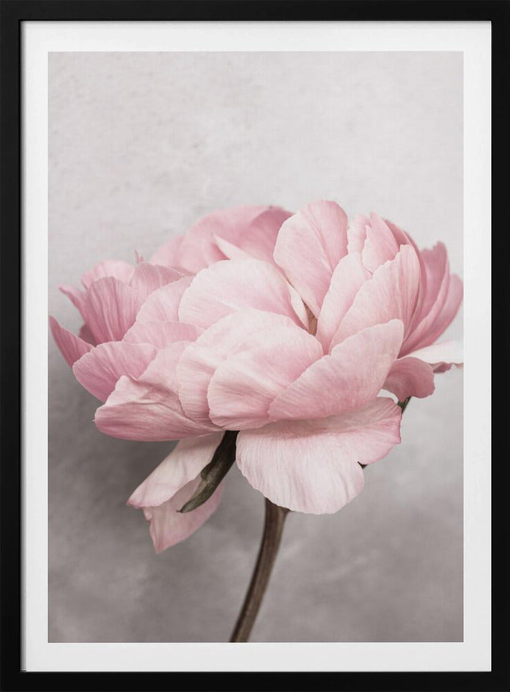 Peony | Poster