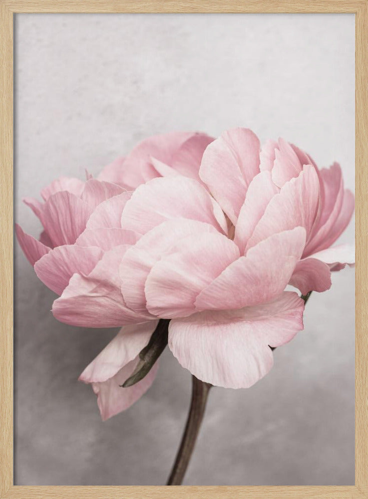 Peony | Poster
