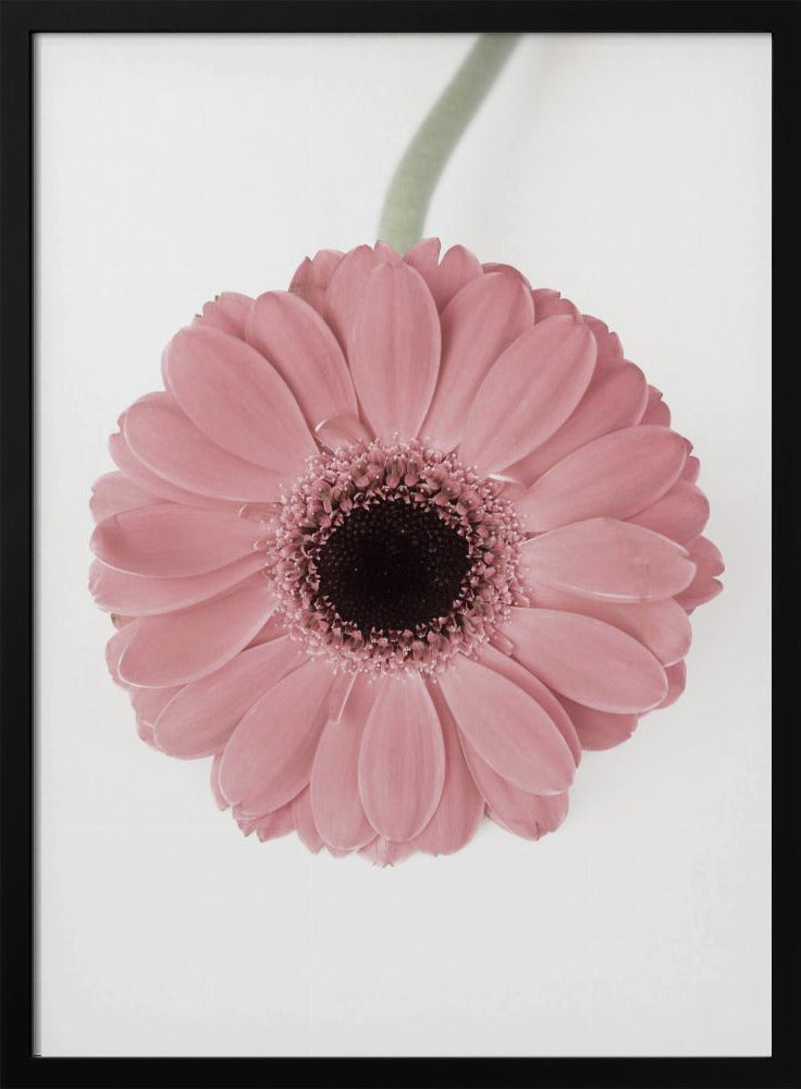 Pink Gerbera II | Poster