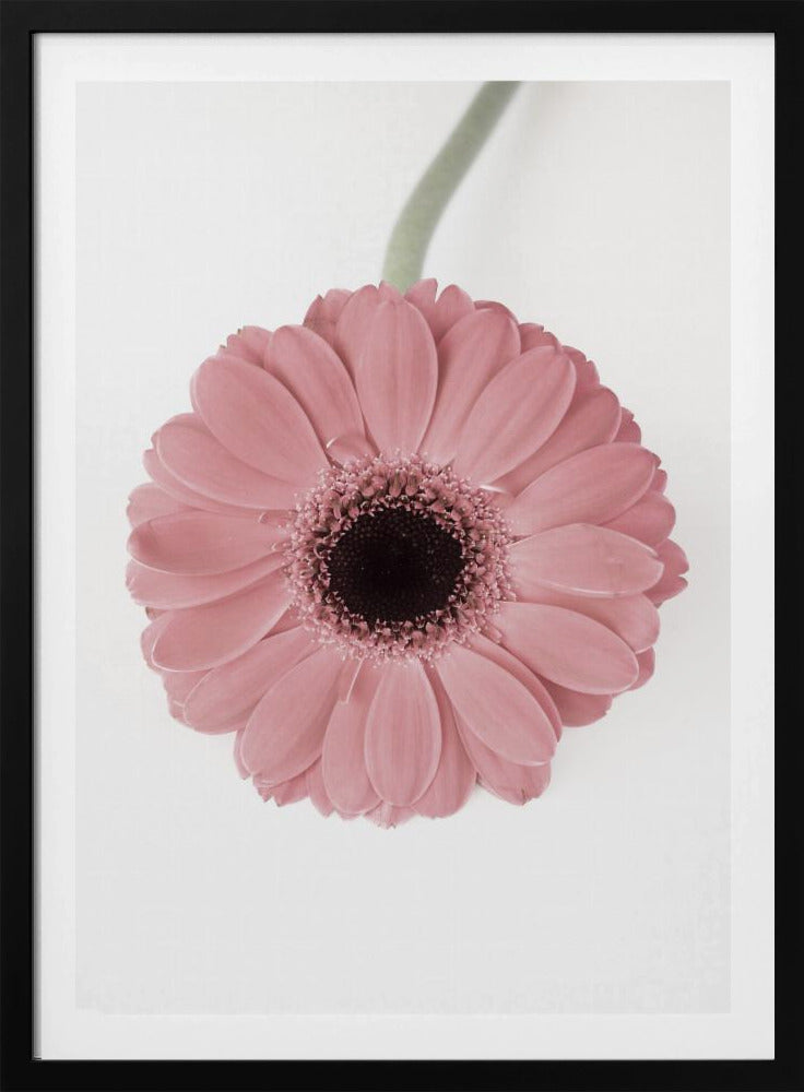 Pink Gerbera II | Poster